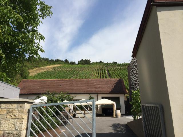 The vineyards climbing up a hill behind the hotel.