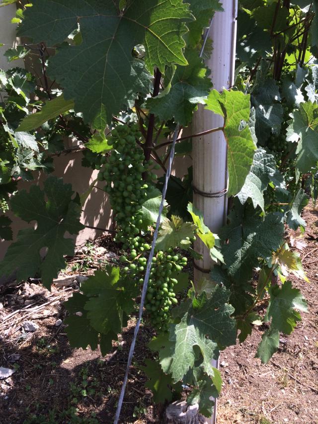 Grapes growing in the vineyard!